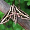 Banded Sphinx Moth Diamond Painting