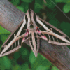 Banded Sphinx Moth Diamond Painting