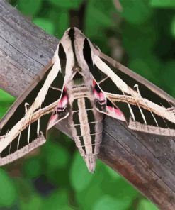 Banded Sphinx Moth Diamond Painting