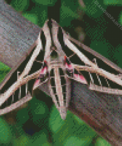 Banded Sphinx Moth Diamond Painting