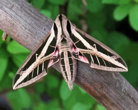 Banded Sphinx Moth Diamond Painting
