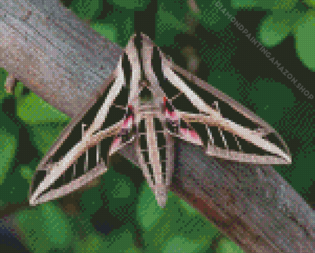 Banded Sphinx Moth Diamond Painting