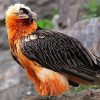 Bearded Vulture Bird Diamond Painting