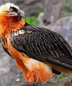 Bearded Vulture Bird Diamond Painting