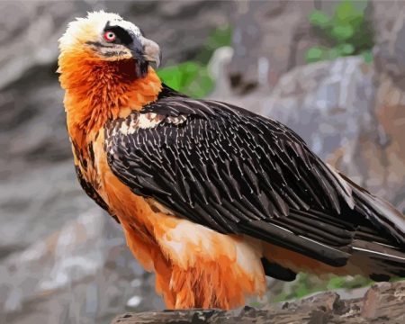 Bearded Vulture Bird Diamond Painting