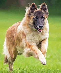 Belgian Sheepdog Diamond Painting