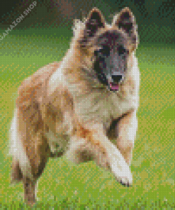 Belgian Sheepdog Diamond Painting