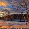 Birch Trees In Winter Diamond Painting