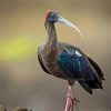 Black Ibis Diamond Painting