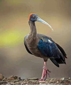 Black Ibis Diamond Painting