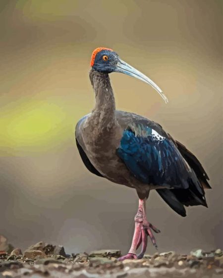 Black Ibis Diamond Painting