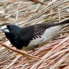 Black And White Finches Diamond Painting