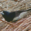 Black And White Finches Diamond Painting