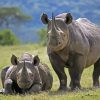 Black Rhino Diamond Painting