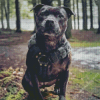 Black Staffy Bull Terrier Diamond Painting