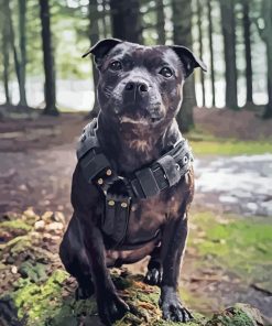 Black Staffy Bull Terrier Diamond Painting