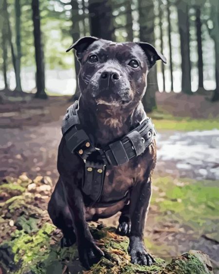 Black Staffy Bull Terrier Diamond Painting