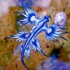 Blue Sea Dragon Diamond Painting