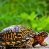 Box Turtle Diamond Painting