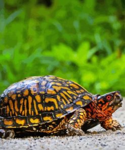 Box Turtle Diamond Painting