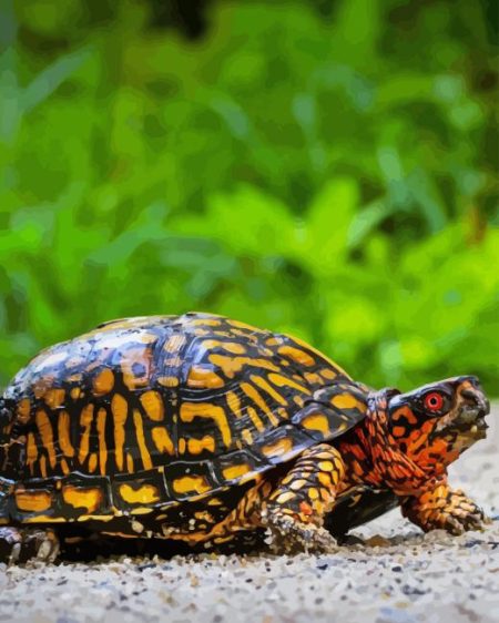 Box Turtle Diamond Painting