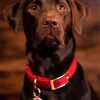 Brown Labrador Diamond Painting