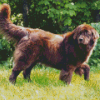 Brown Landseer Dog Diamond Painting