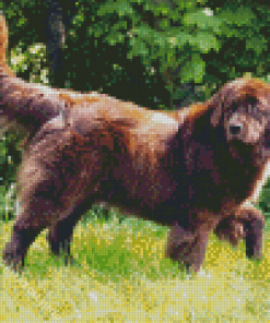 Brown Landseer Dog Diamond Painting