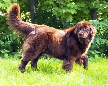 Brown Landseer Dog Diamond Painting