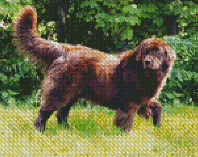 Brown Landseer Dog Diamond Painting