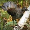 Brown Lyrebird Diamond Painting