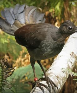 Brown Lyrebird Diamond Painting