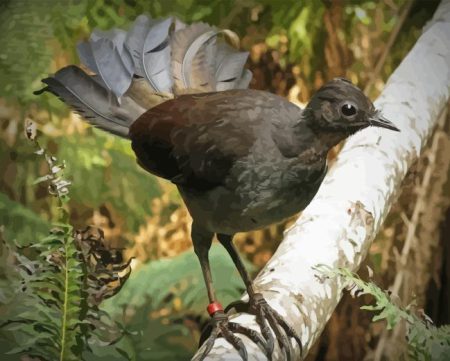 Brown Lyrebird Diamond Painting