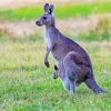 Cute Kangaroo Animal Diamond Painting