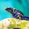 Dart Frogs Diamond Painting