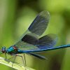 Dragonfly Wings Diamond Painting