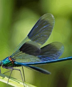 Dragonfly Wings Diamond Painting