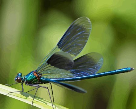 Dragonfly Wings Diamond Painting