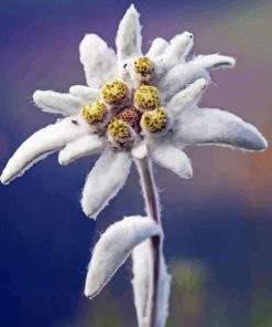 Edelweiss Flower Diamond Painting