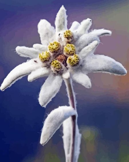 Edelweiss Flower Diamond Painting