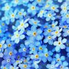 Forget Me Nots Diamond Painting