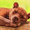 Fossa Animal Diamond Painting