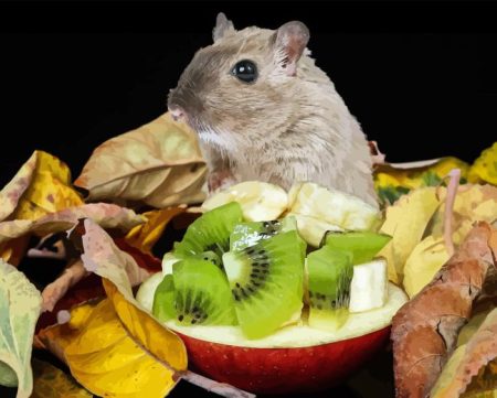 Gerbil Diamond Painting
