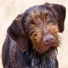 German Wirehaired Diamond Painting