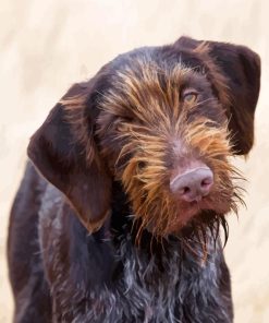 German Wirehaired Diamond Painting