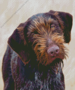 German Wirehaired Diamond Painting