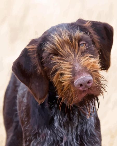 German Wirehaired Diamond Painting
