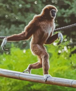 Gibbon On A Branch Diamond Painting