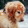 Golden Retriever In Snow Diamond Painting