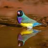 Gouldian Finch Diamond Painting